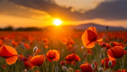 Obraz premium Poppy Fields. Sunset Blooms 