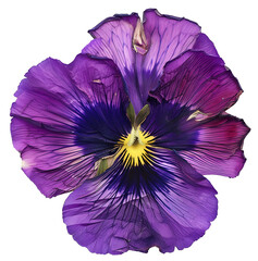 Vintage pansy dried flower petals,
