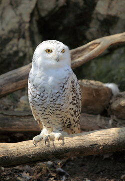 Chouette harfang des neiges