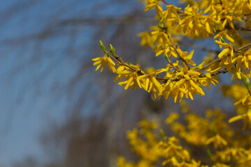 Blooming yellow forsythia branches close-up. 