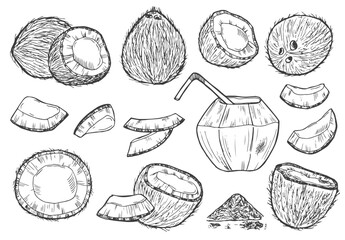 Coconut graphic black white isolated sketch illustration vector - Powered by Adobe