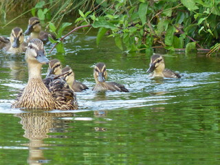 Canard et ses petits cannetons