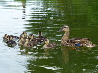 Canard et ses petits cannetons