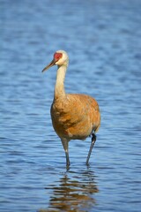 A Sandhill Crane is Walking in Ocean Facing Forward.