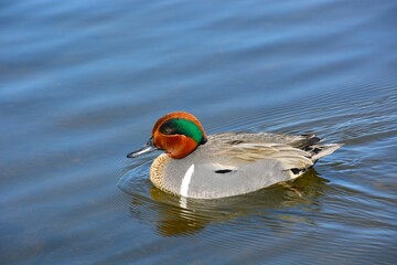 A Side Angle of a Green Winged Teak is Swimming on a Calm Lake.