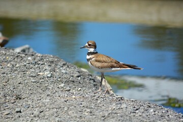 Close up Image of a Kill Deer Bird Walking Along the Water Edge.