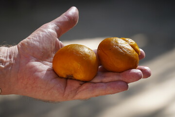 The pequi (scientific name: Caryocar brasiliense is a typical fruit of the Cerrado, whose...