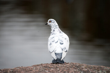 white dove on the ground