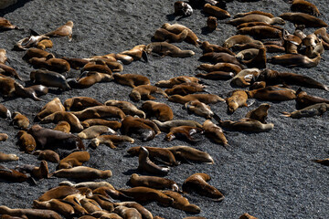 Sea lion colony in Puerto Madryn, Argentina