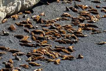 Sea lion colony in Puerto Madryn, Argentina