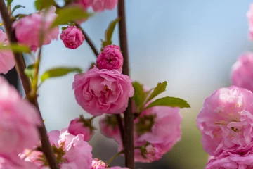 Foto auf Glas Blossom tree © Galyna Andrushko