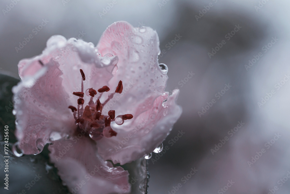 Poster blossom tree