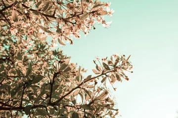 Foto op Plexiglas Blossom tree © Galyna Andrushko
