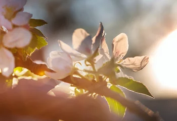 Foto auf Glas Blossom tree © Galyna Andrushko