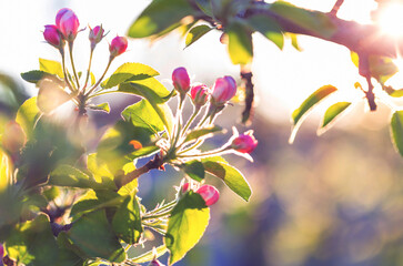 Blossom tree