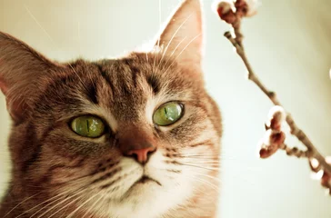 Fotobehang Cat and flower © Galyna Andrushko