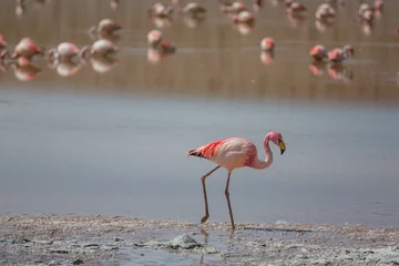 Wandcirkels aluminium Flamingo in Bolivia © Galyna Andrushko