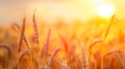 Sunset over wheat field shallow depth of field