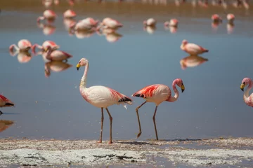 Foto auf Glas Flamingo in Bolivia © Galyna Andrushko