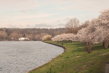 Fototapeta na wymiar Blossoming Cherry Trees on the Banks of a River in Spring
