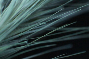 close up view of a grass