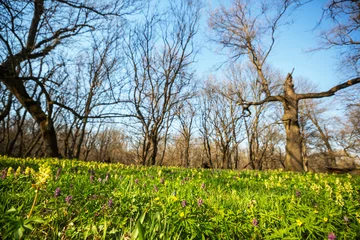 Fotobehang Spring forest © Galyna Andrushko