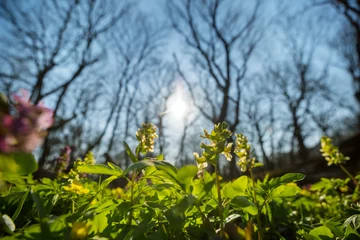 Foto op Plexiglas Spring forest © Galyna Andrushko