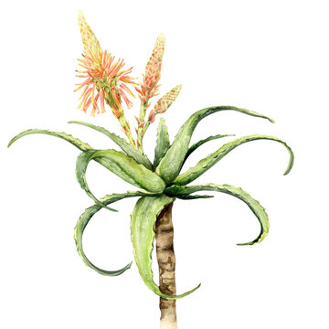 watercolor aloe vera plant with flowers clip art preview