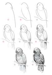 Page shows how to learn to draw from life sketch a grey parrot. Pencil drawing lessons. Educational page for artists. Textbook for developing artistic skills. Online education. Vector illustration.