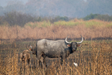 Obraz premium Wild water buffalo in the nature