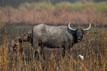 Obraz premium Wild water buffalo in the nature