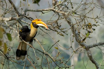 Great Indian hornbill in the wild