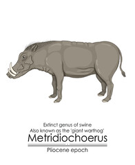 Extinct genus of swine Metridiochoerus, also known as the giant warthog from Pliocene epoch.