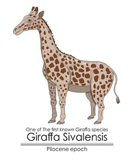 One of The first known Giraffa species Giraffa Sivalensis from Pliocene epoch.