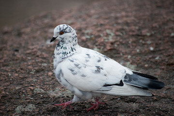 pigeon on the ground