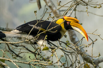 Great Indian hornbill in the wild © Iqbal