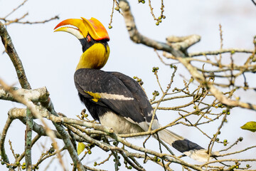 Great Indian hornbill in the wild