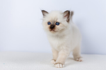 Sacred Birman kitten, birma Cat
