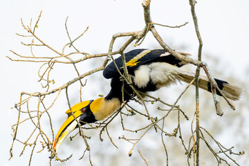 Great Indian hornbill in the wild © Iqbal