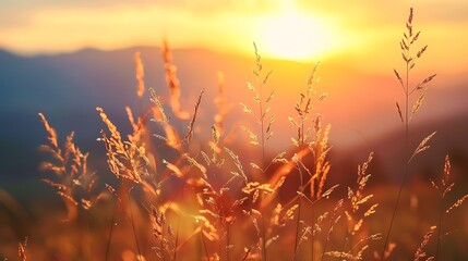 Wild grass in the mountains at sunset summer nature background
