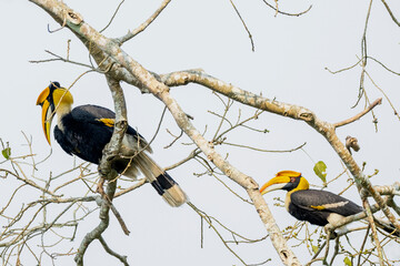Great Indian hornbill in the wild © Iqbal