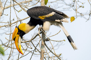 Great Indian hornbill in the wild
