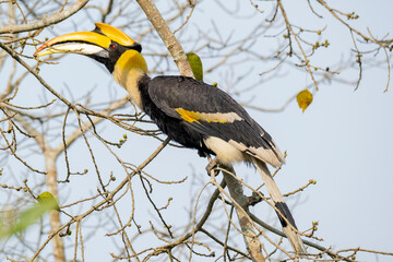 Great Indian hornbill in the wild © Iqbal