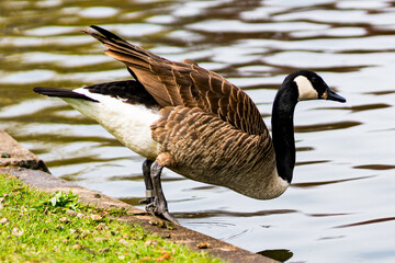 Canada geese in a park in spring