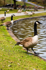 Canada geese in a park in spring