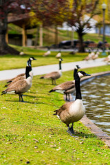 Canada geese in a park in spring