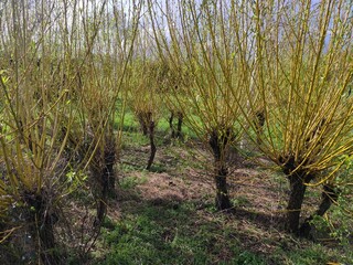Cornouiller à bois jaune Flaviramea, sans feuillage, saison de pluie et début de printemps, foret...