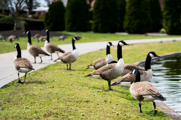 Canada geese in a park in spring