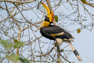 Great Indian hornbill in the wild