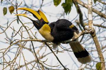 Great Indian hornbill in the wild © Iqbal